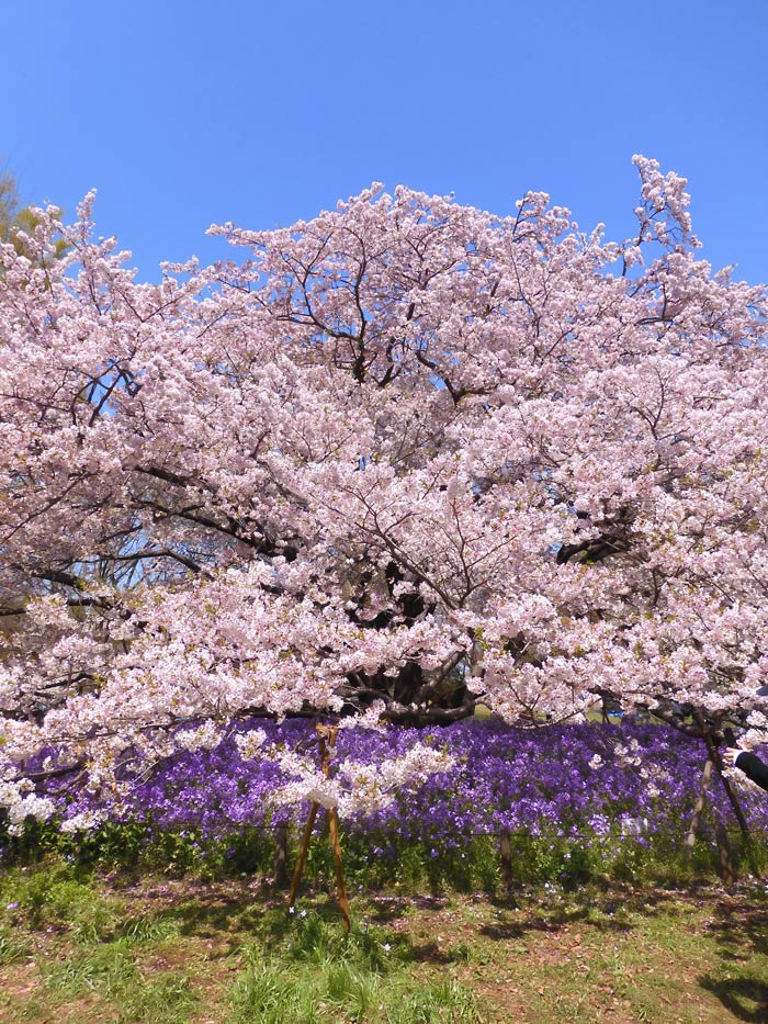 小金井公園の桜 2025〈2〉“衣通姫に似る”→ 新愛称【春のきせき 小金井公園の桜 2025〈2〉“衣通姫に似る”→ 新愛称【春のきせき