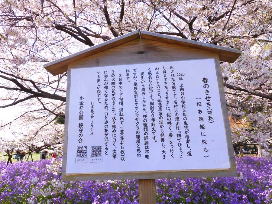 渓斎英泉 見立名所桜尽 小金井の花の通販 by よう's shop｜ラクマ