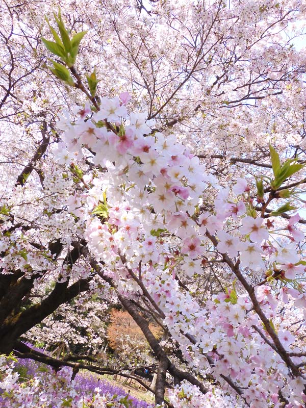 荒川堤五色桜 | 昭和館デジタルアーカイブ