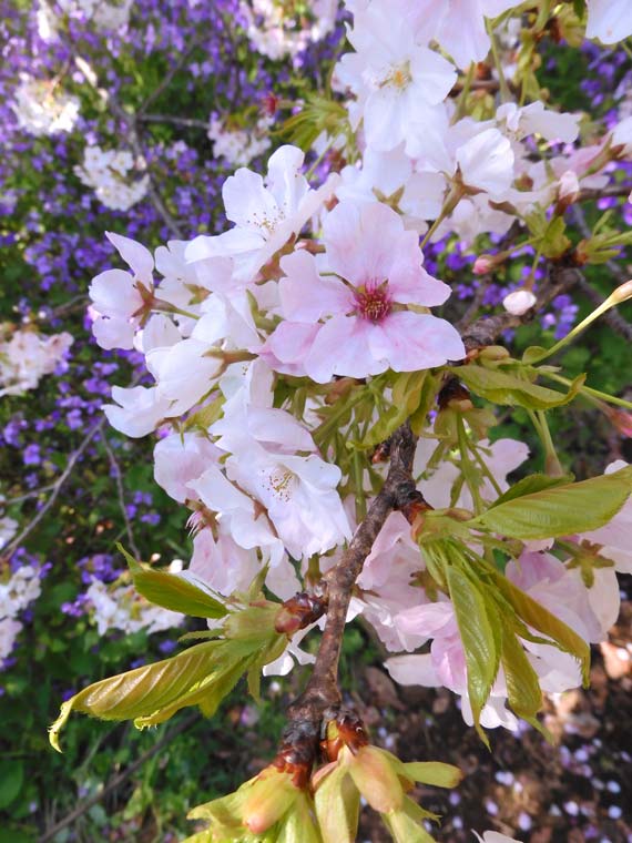 小金井公園の桜 2025〈2〉“衣通姫に似る”→ 新愛称【春のきせき