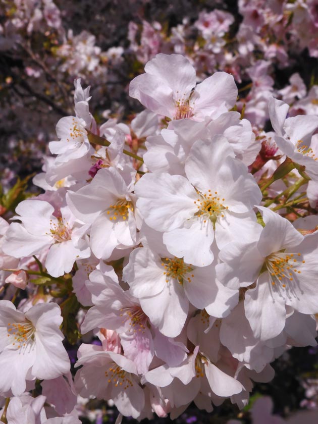 小金井公園の桜 2025〈2〉“衣通姫に似る”→ 新愛称【春のきせき 小金井公園の桜 2025〈2〉“衣通姫に似る”→ 新愛称【春のきせき