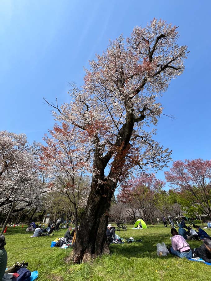 小金井公園の桜 2025〈3〉山桜 4月上中旬見頃+蔵出し(2021 小金井公園の桜 2025〈3〉山桜 4月上中旬見頃+蔵出し(2021