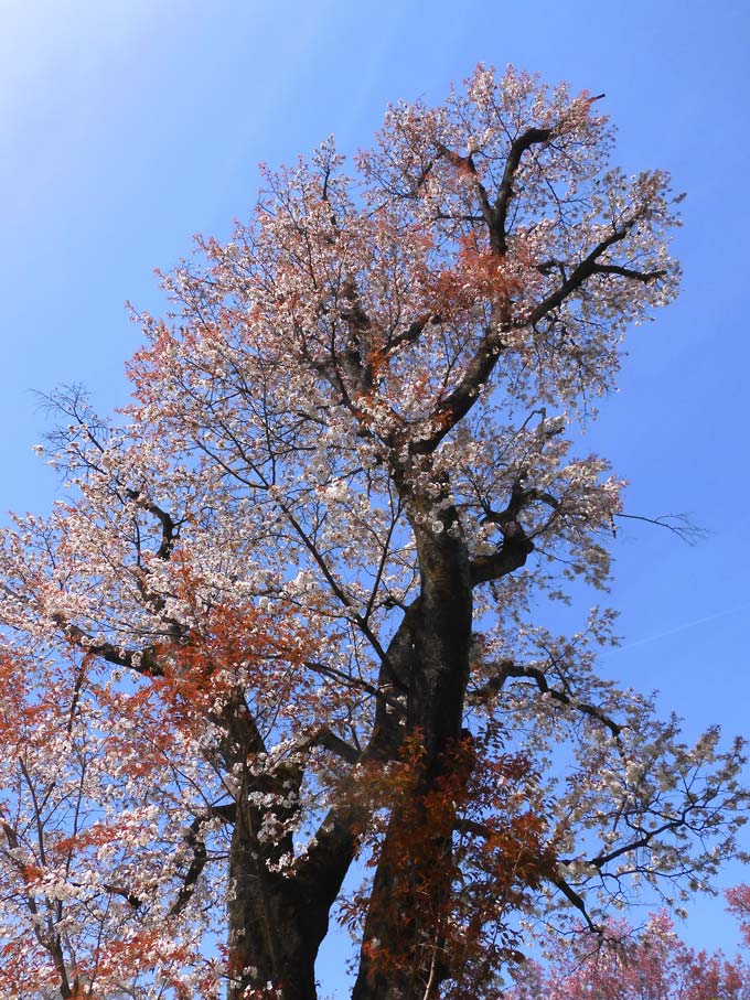 ななしさん 山桜 切り株 高さ約20㎝ 9000円 ななしさん様専用 山桜 切り株 高さ約20㎝ 9000円