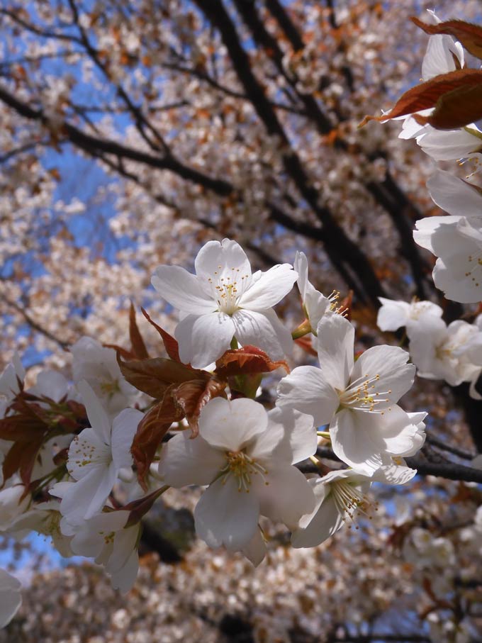 小金井公園の桜 2025〈3〉山桜 4月上中旬見頃＋蔵出し（2021