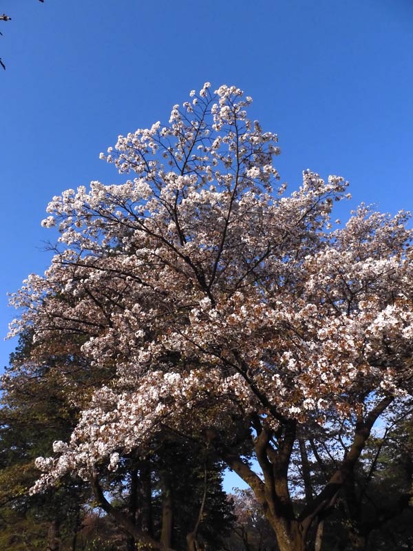 小金井公園の桜 2025〈3〉山桜 4月上中旬見頃＋蔵出し（2021