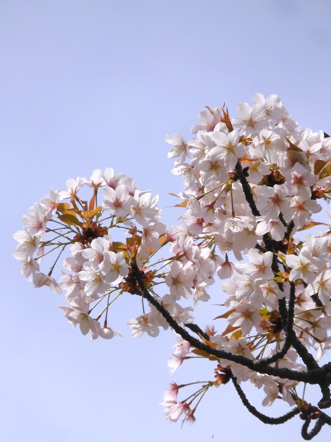 さやま桜様 サクラ(桜) 山桜(ヤマザクラ)[五年生苗] - 果樹苗・大苗・苗木