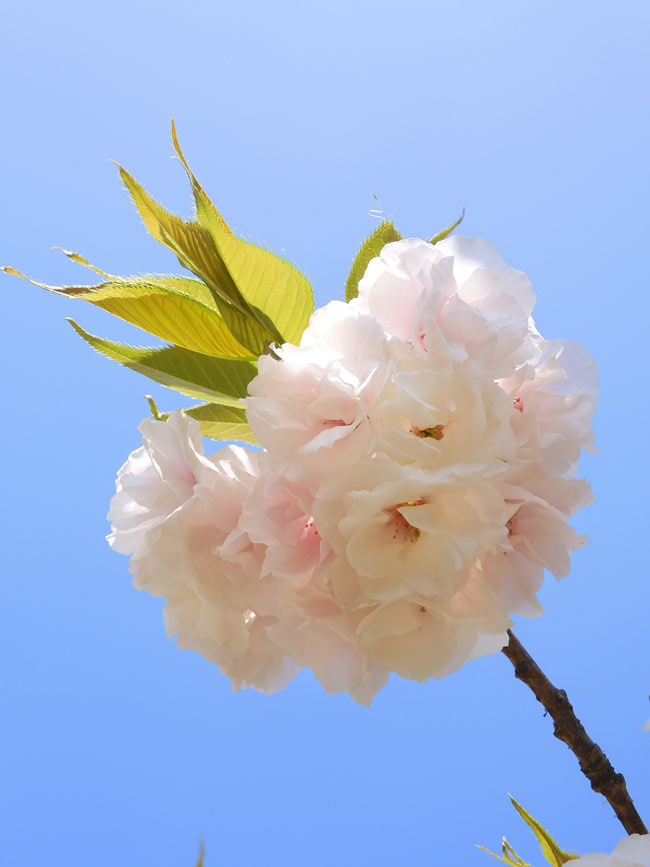 小金井公園の桜 2025〈4〉里桜系八重桜 4月中旬見頃の桜 | K U R A D A