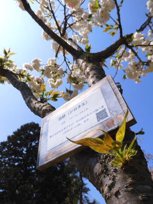小金井公園の桜 2025〈4〉里桜系八重桜 4月中旬見頃の桜 | K U R A D A