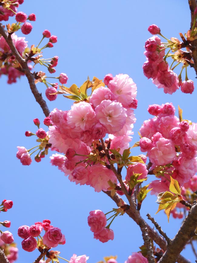 小金井公園の桜 2025〈4〉里桜系八重桜 4月中旬見頃の桜