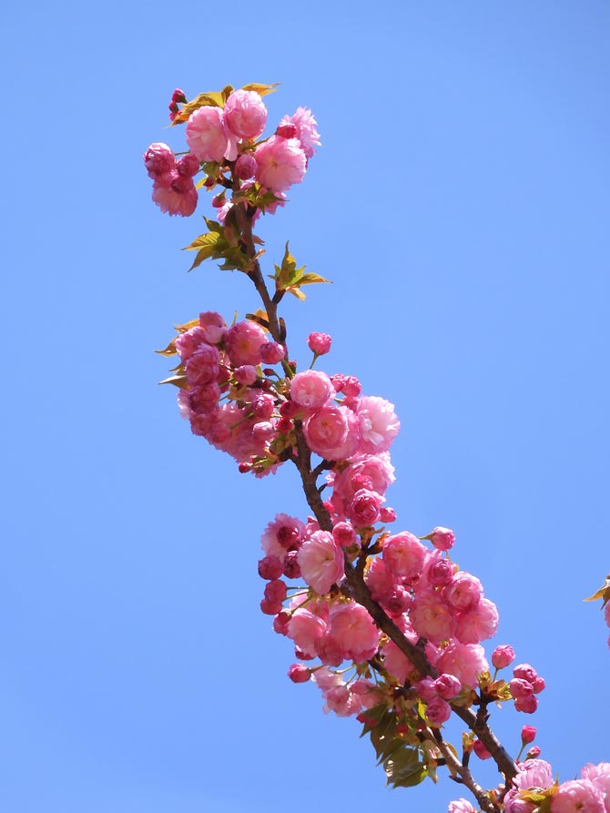 小金井公園の桜 2025〈4〉里桜系八重桜 4月中旬見頃の桜