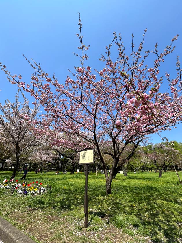 期間限定値下げ　桜皮細工　花台　特大 2025年最新】桜皮細工 花台の人気アイテム - メルカリ