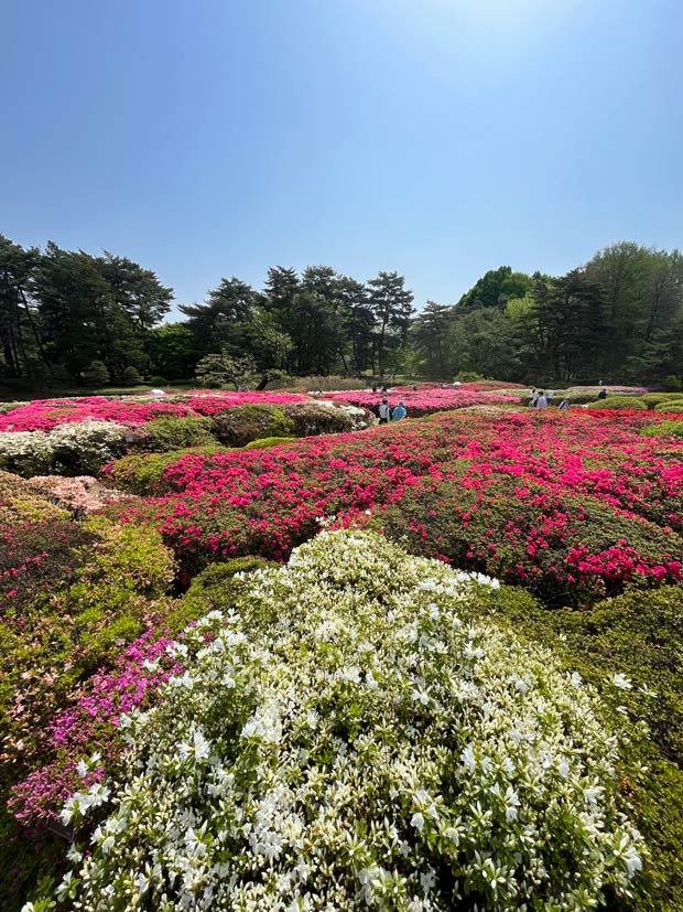 神代植物公園のツツジ 2025〈1〉久留米ツツジ 4月中旬見頃 | K U R A D