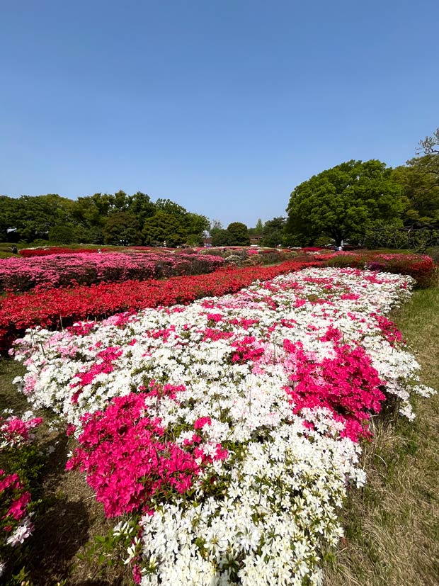 神代植物公園のツツジ 2025〈1〉久留米ツツジ 4月中旬見頃 | K U R A D