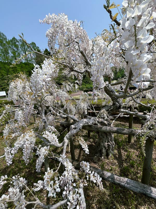 神代植物公園のフジ 2025 麝香藤、黒竜、紫花美短 4月中旬見頃 神代植物公園のフジ 2025 麝香藤、黒竜、紫花美短 4月中旬見頃