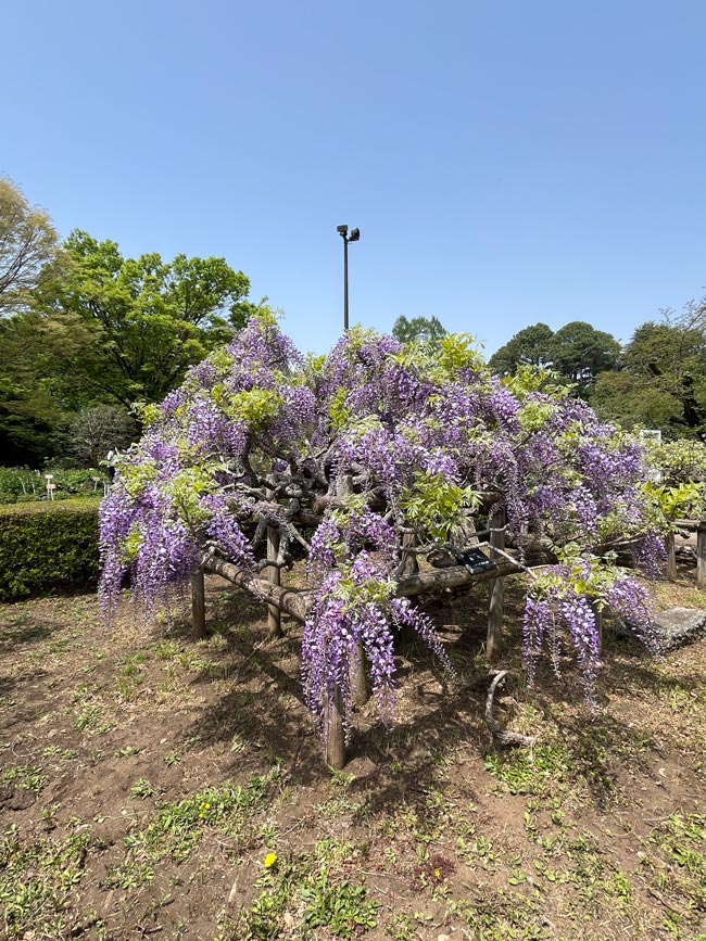 神代植物公園のフジ 2025 麝香藤、黒竜、紫花美短 4月中旬見頃 神代植物公園のフジ 2025 麝香藤、黒竜、紫花美短 4月中旬見頃