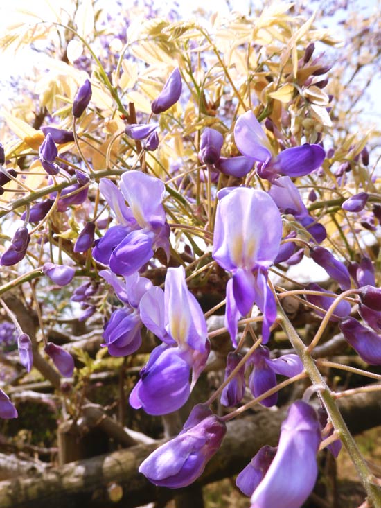 神代植物公園のフジ 2025 麝香藤、黒竜、紫花美短 4月中旬見頃 神代植物公園のフジ 2025 麝香藤、黒竜、紫花美短 4月中旬見頃
