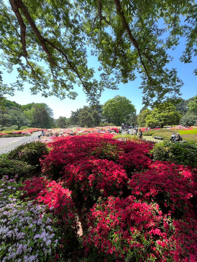 神代植物公園のツツジ 2025〈2〉4月下旬見頃 餅・琉球・蓮華ツツジなど