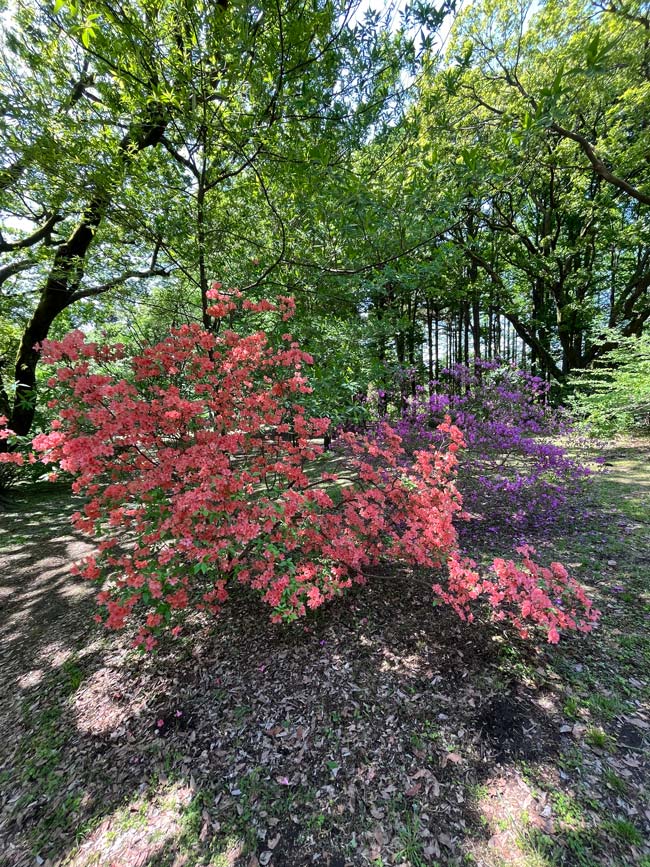 神代植物公園のツツジ 2025〈3〉つつじ園と築山のヤマツツジ＋蔵出し