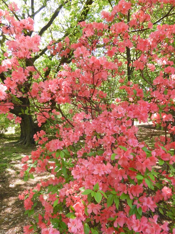 神代植物公園のツツジ 2025〈3〉つつじ園と築山のヤマツツジ＋蔵出し幻