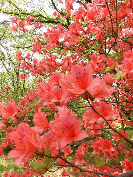 神代植物公園のツツジ 2025〈3〉つつじ園と築山のヤマツツジ＋蔵出し幻