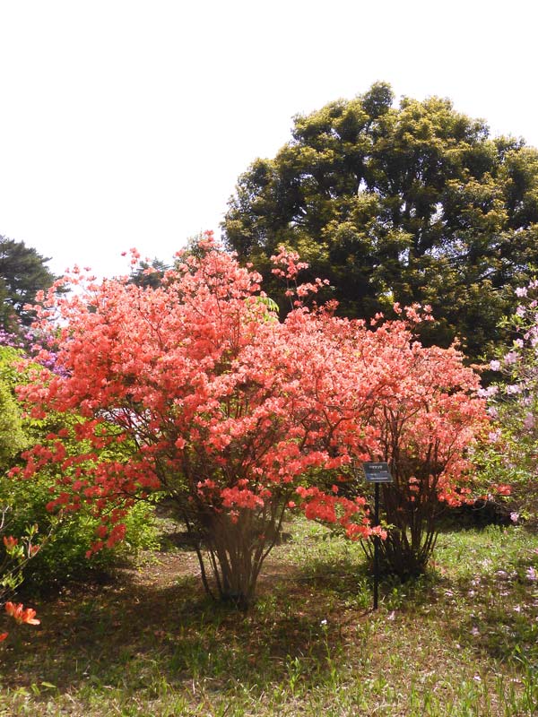 神代植物公園のツツジ 2025〈3〉つつじ園と築山のヤマツツジ＋蔵出し
