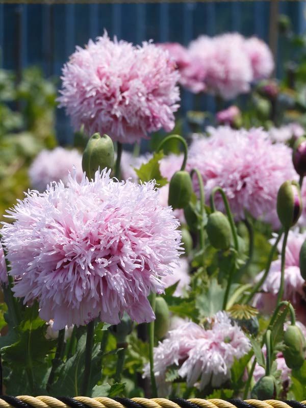 東京都薬用植物園 ケシの花 2025 違法なケシとアツミゲシ、合法