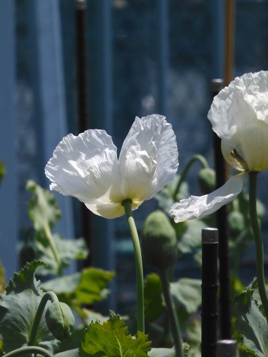東京都薬用植物園 ケシの花 2025 違法なケシとアツミゲシ、合法なヒナゲシ、オニゲシ、ナガミヒナゲシ比較 | K U R A D A S H I