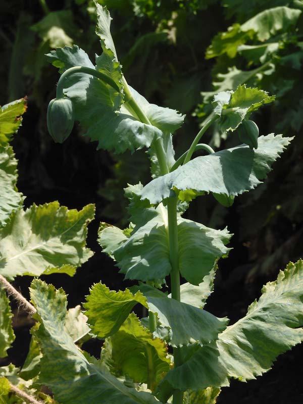 東京都薬用植物園 ケシの花 2025 違法なケシとアツミゲシ、合法な