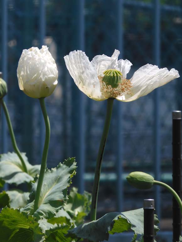 東京都薬用植物園 ケシの花 2025 違法なケシとアツミゲシ、合法