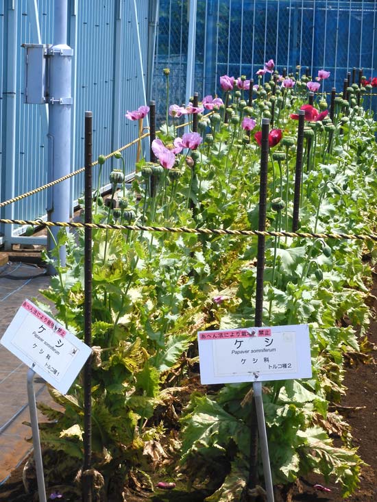 ケシ畑ｃ 東京都薬用植物園 ケシの花 2025 違法なケシとアツミゲシ、合法