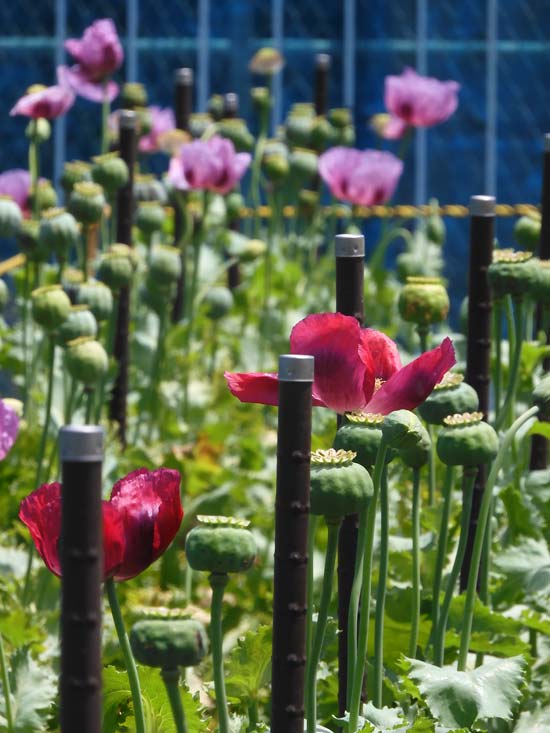 東京都薬用植物園 ケシの花 2025 違法なケシとアツミゲシ、合法