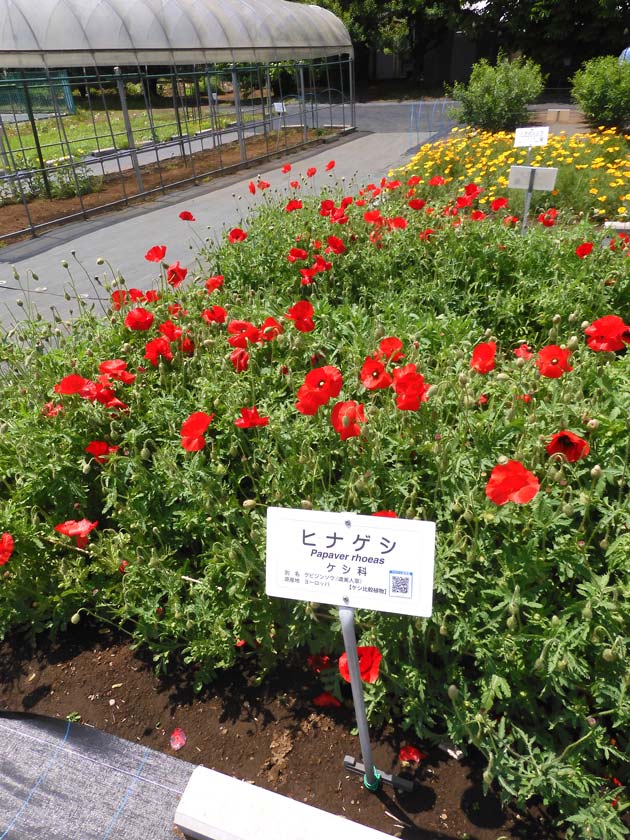 東京都薬用植物園 ケシの花 2025 違法なケシとアツミゲシ、合法