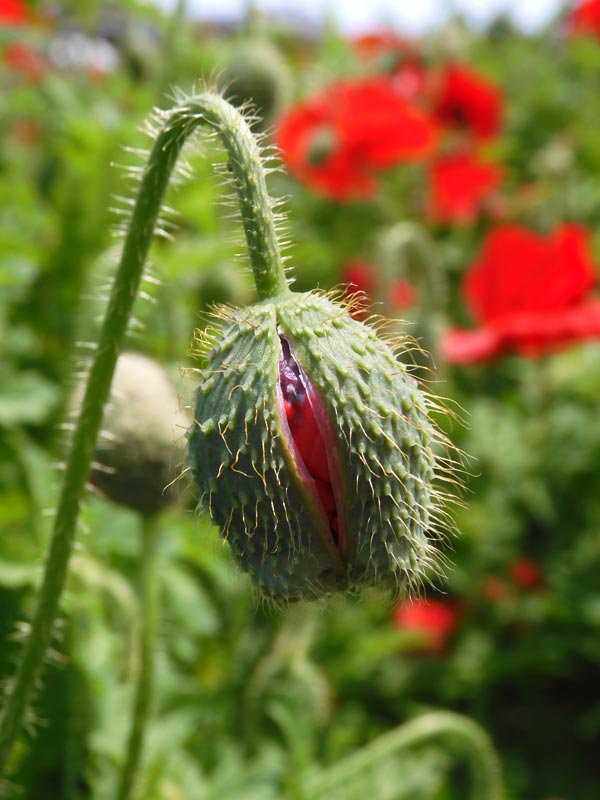 けし畑 東京都薬用植物園 ケシの花 2025 違法なケシとアツミゲシ、合法