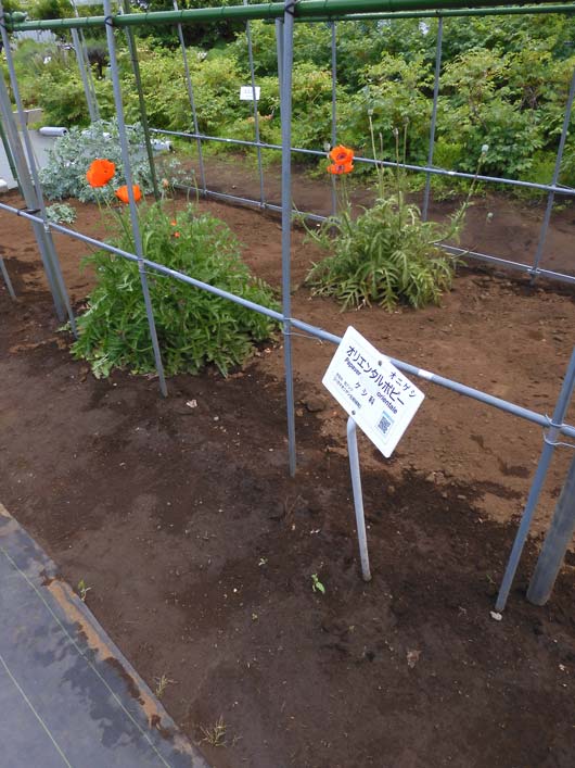 東京都薬用植物園 ケシの花 2025 違法なケシとアツミゲシ、合法な