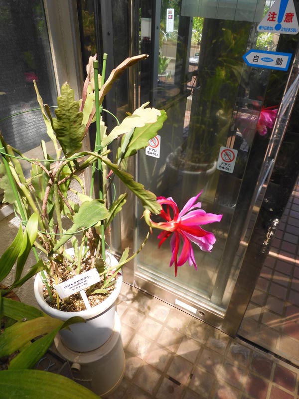 【確認専用】多肉植物　クジャクサボテン クジャクサボテン - グリーンプロデュース～暮らしに緑を～｜グリーン