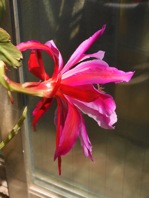 【確認専用】多肉植物　クジャクサボテン 孔雀サボテン 赤 【多肉植物 5号／1個売り】 : shopooo by GMO - 通販