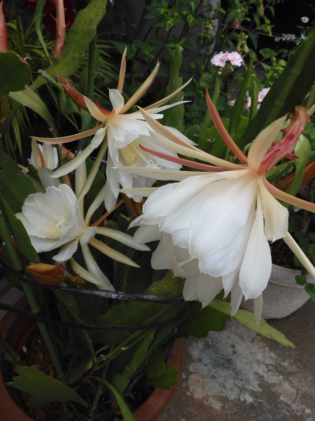 【確認専用】多肉植物　クジャクサボテン 孔雀サボテン 赤 【多肉植物 5号／1個売り】 : shopooo by GMO - 通販