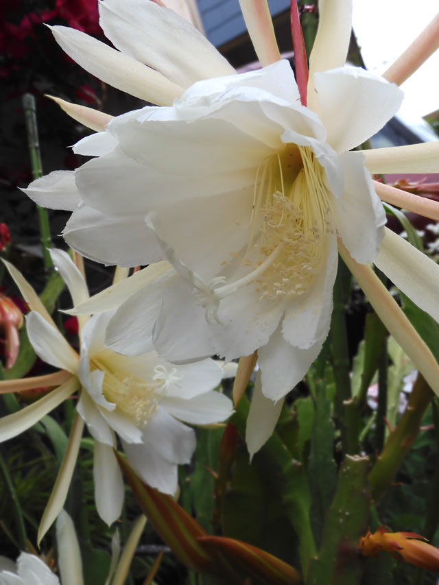 クジャクサボテン 2025〈東京都薬用植物園・温室 5月の花〉＋蔵出し