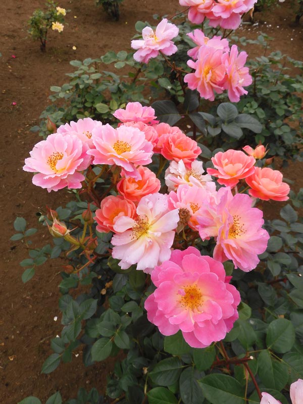 バラ 2025 神代植物公園「春のバラフェスタ」〈1〉5月下旬まだ見頃