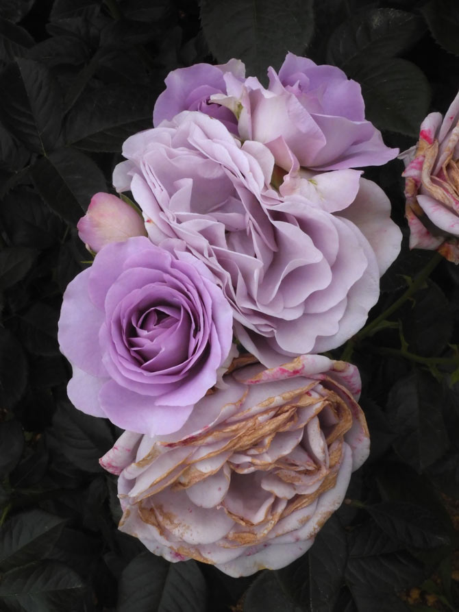 バラ 2025 神代植物公園「春のバラフェスタ」〈2〉ベストセレクション