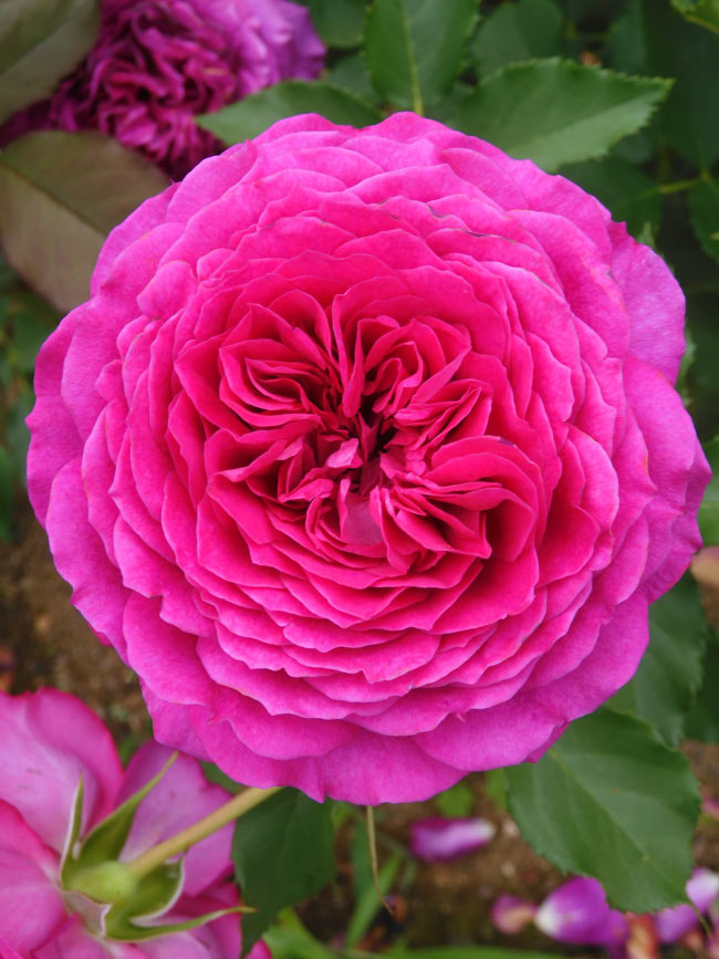 バラ 2025 神代植物公園「春のバラフェスタ」〈3〉国際ばら新品種