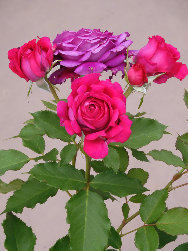 バラ 2025 神代植物公園「春のバラフェスタ」〈3〉国際ばら新品種