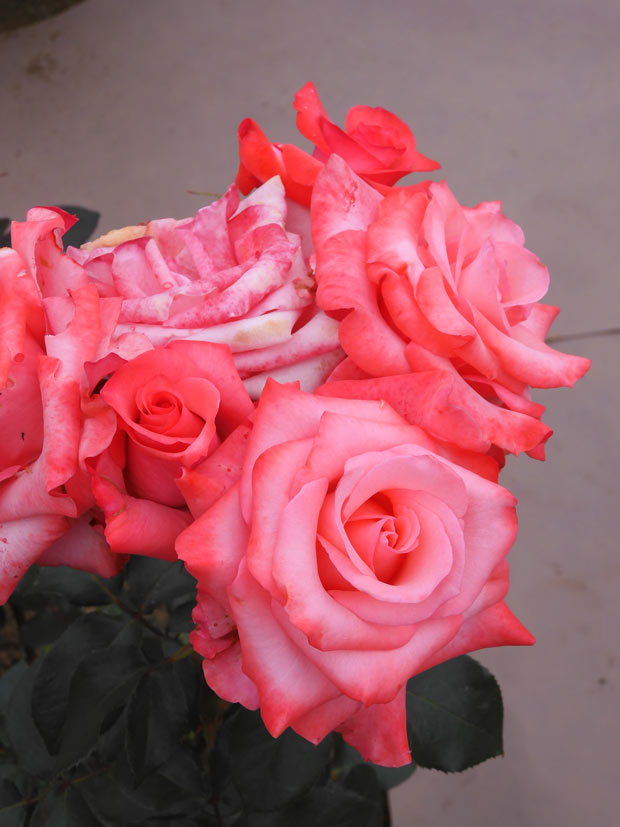 バラ 2025 神代植物公園「春のバラフェスタ」〈3〉国際ばら新品種