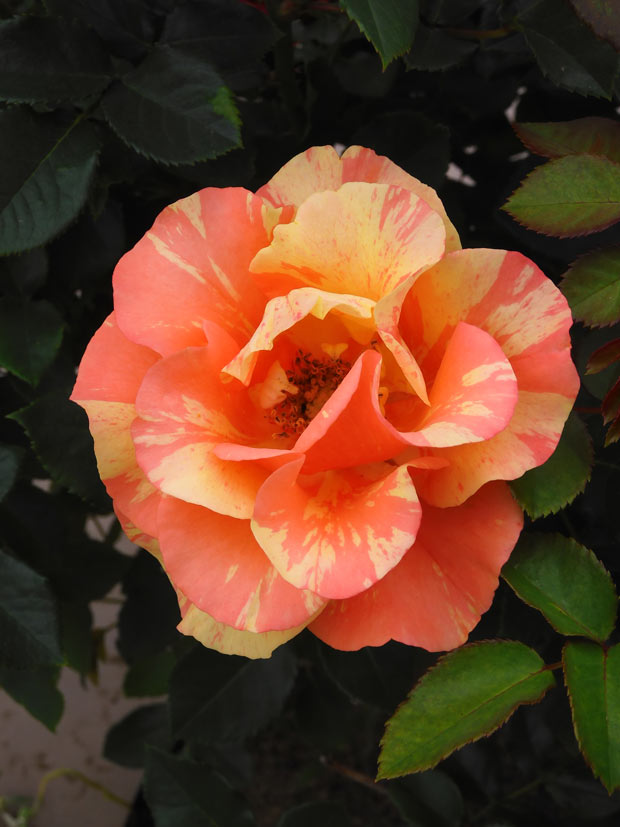 バラの絵 2018年制作 花 絵画 赤い薔薇 和風 日本画 土屋聡 花韻 インテリア プレゼント