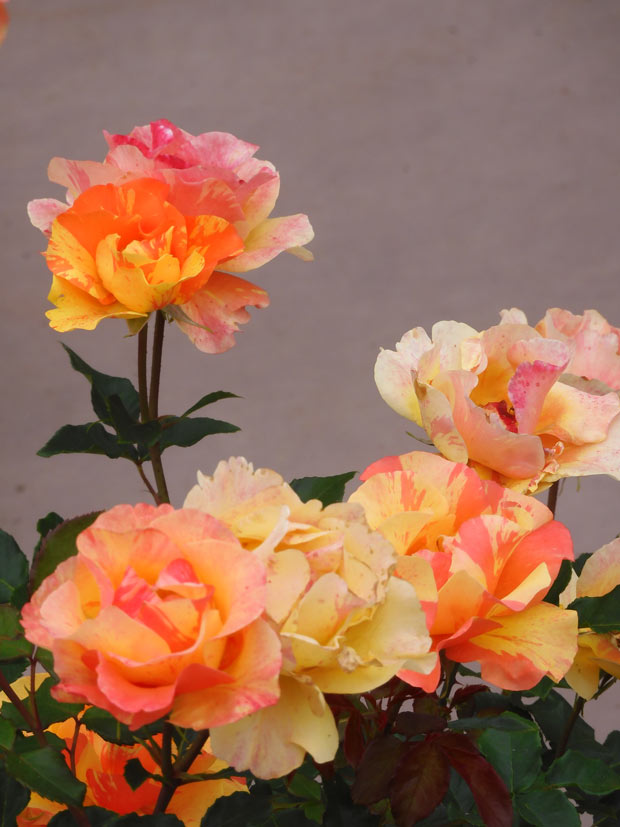 バラの絵 2018年制作 まちがeる読み、iかれた挿し絵 中野裕介/パラモデル2010-2020｜青幻舎