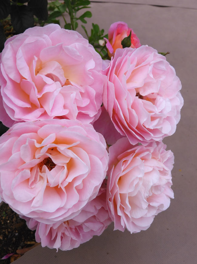 バラの絵 2018年制作 花 絵画 赤い薔薇 和風 日本画 土屋聡 花韻 インテリア プレゼント