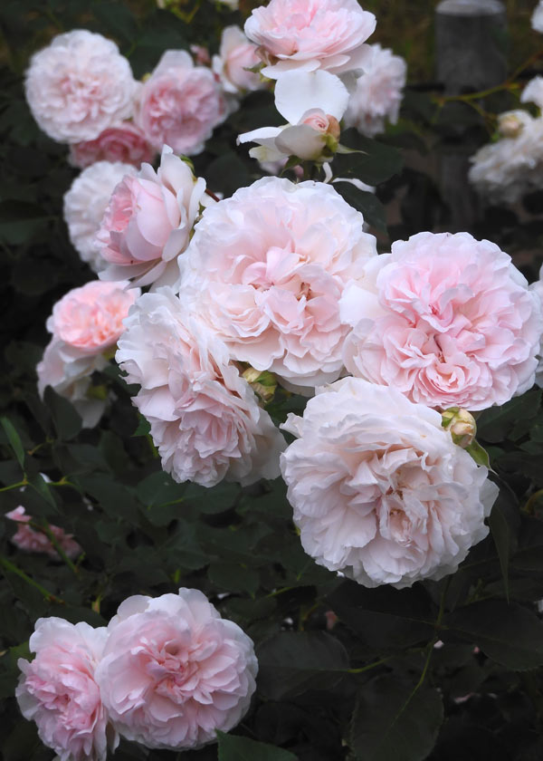 ばらエレガント4 ばらエレガント4 【公式通販】