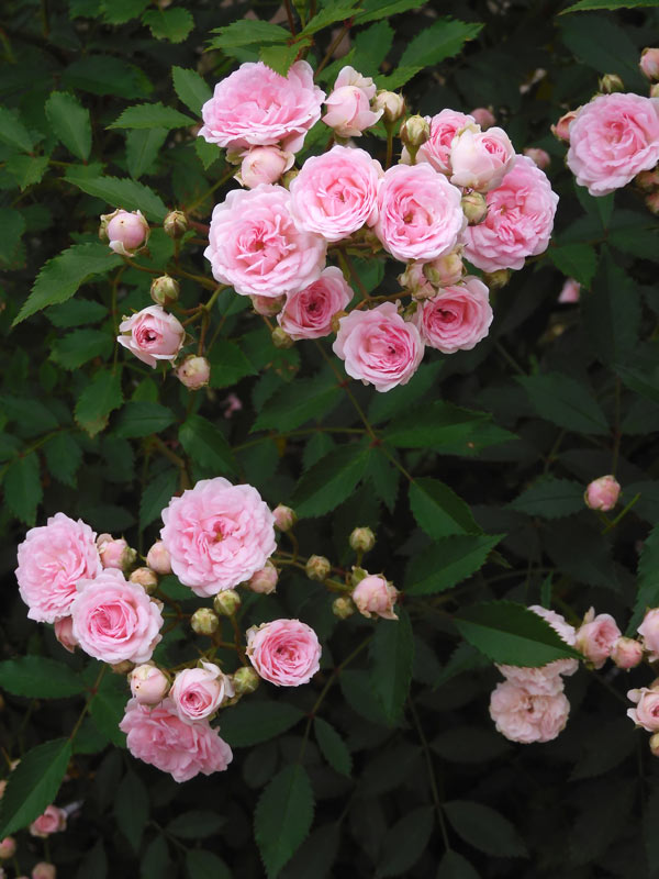 バラの絵 2018年制作 まちがeる読み、iかれた挿し絵 中野裕介/パラモデル2010-2020｜青幻舎