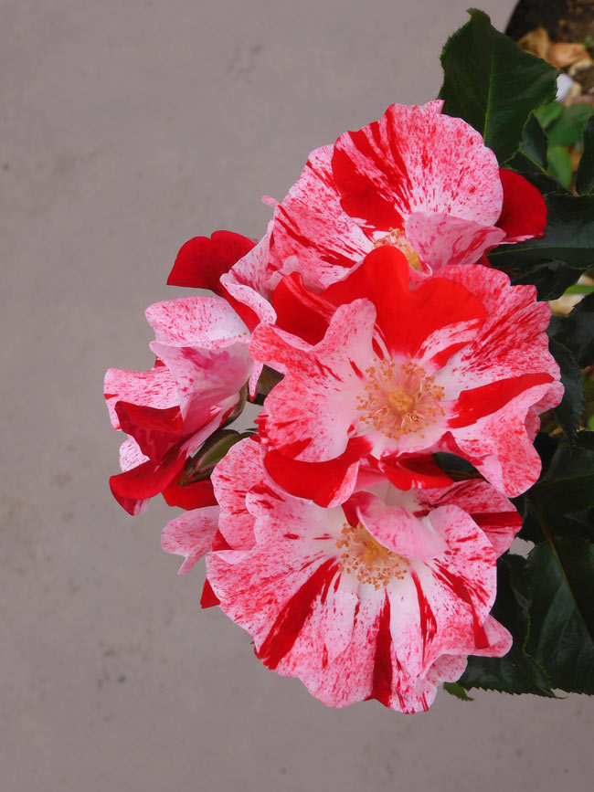 バラ 2025 神代植物公園「春のバラフェスタ」〈4〉国際ばら新品種