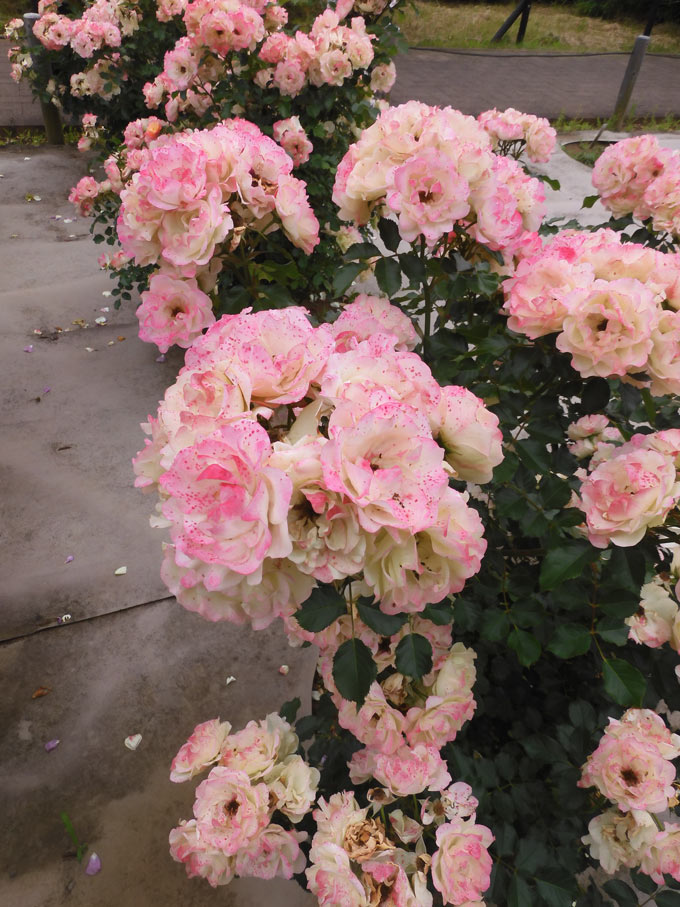 烏山バラ Nasukarasuyama City Flower Workshop Cafe Atelier Wild Rose